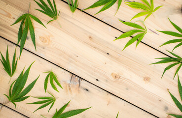 Obraz premium Fresh Hemp Leaves on the wooden background as a decoration