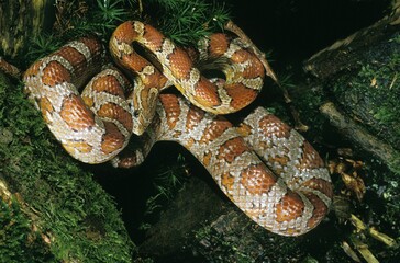 CORN SNAKE OR RAT SNAKE elaphe guttata