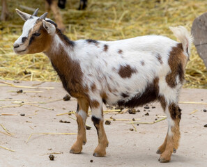 Obraz na płótnie Canvas the Portrait of young goat