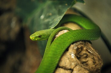 GREEN MAMBA dendroaspis angusticeps, TANZANIA