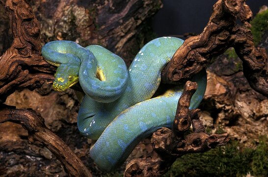 GREEN TREE PYTHON morelia viridis, ADULT COILED AROUND BRANCH
