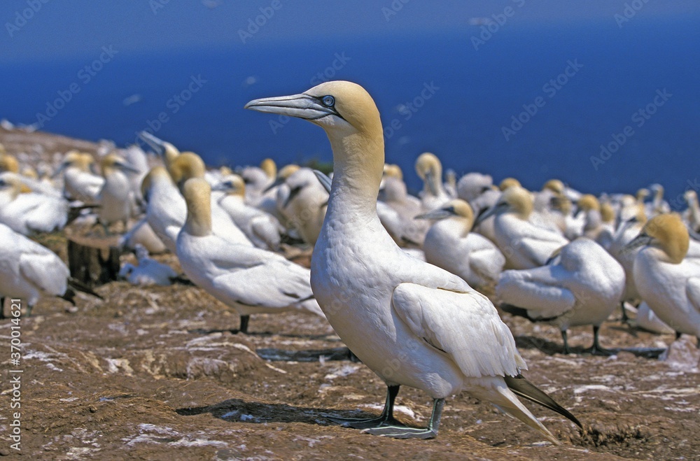Wall mural northern gannet sula bassan, colony on bonaventure island, quebec