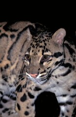 CLOUDED LEOPARD neofelis nebulosa, PORTRAIT OF ADULT
