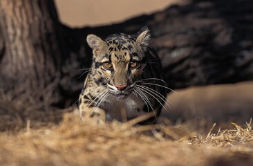 CLOUDED LEOPARD neofelis nebulosa, ADULT