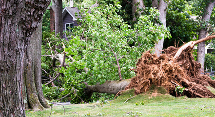 Tree falls across road during storm
