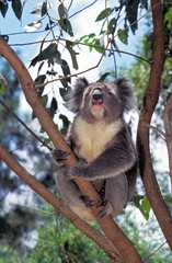 KOALA phascolarctos cinereus, ADULT STANDING ON BRANCH, AUSTRALIA