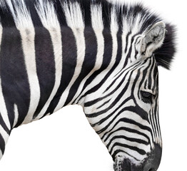 Head of a beautiful african zebra on a white