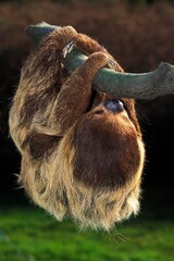 TWO TOED SLOTH choloepus didactylus, ADULT HANGING FROM BRANCH © slowmotiongli