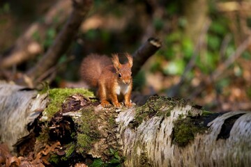 RED SQUIRREL sciurus vulgaris, ADULT, NORMANDY