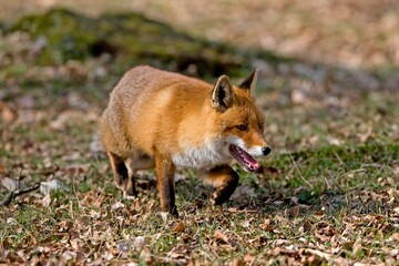 RED FOX vulpes vulpes, ADULT, NORMANDY IN FRANCE