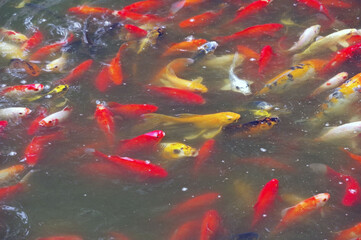 large multicolored fishes in pond