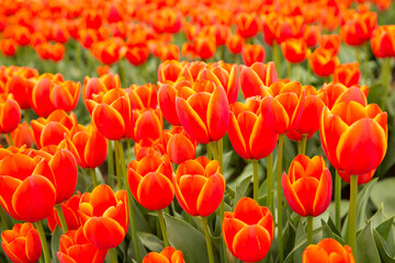 A group of red tulips in a field near Woodburn, Oregon