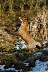RED FOX vulpes vulpes, FEMALE TRYING TO CATCH A PREY, NORMANDY IN FRANCE