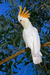 CITRON-CRESTED COCKATOO cacatua sulphurea citrinocristata, ADULT STANDING ON BRANCH