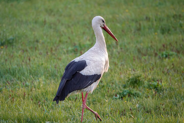 stork walks through the meadow in search of food at sunset.