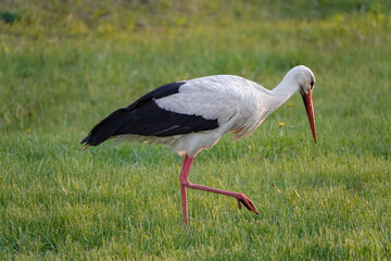 stork walks through the meadow in search of food at sunset.