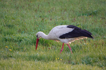 stork walks through the meadow in search of food at sunset.
