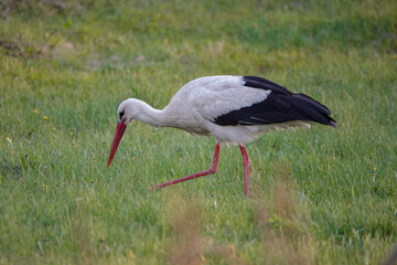 stork walks through the meadow in search of food at sunset.