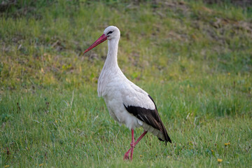 stork walks through the meadow in search of food at sunset.