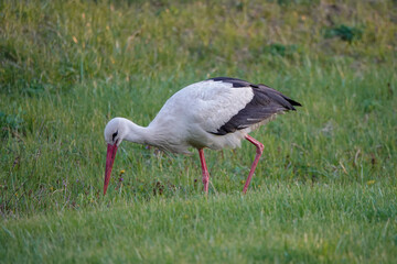 stork walks through the meadow in search of food at sunset.