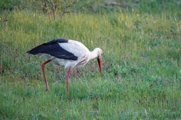Fototapeta premium stork walks through the meadow in search of food at sunset.
