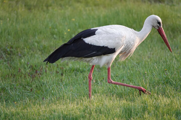 stork walks through the meadow in search of food at sunset.
