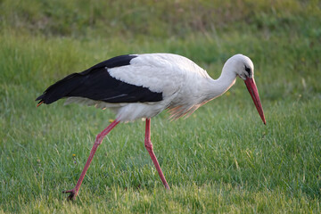 stork walks through the meadow in search of food at sunset.