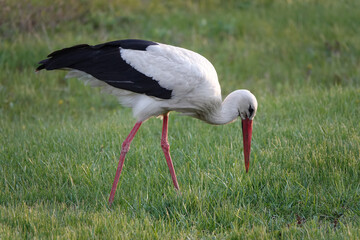 stork walks through the meadow in search of food at sunset.