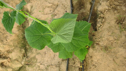 Cucumber leaf (eligible for image processing )
Camera: Canon DIGITAL IXUS 75