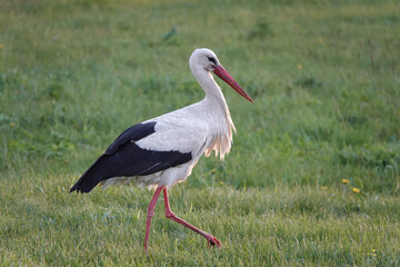 stork walks through the meadow in search of food at sunset.