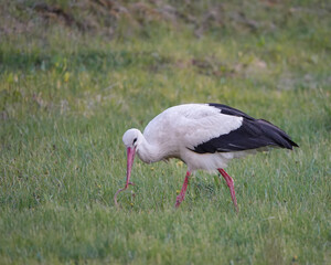 stork walks through the meadow in search of food at sunset.