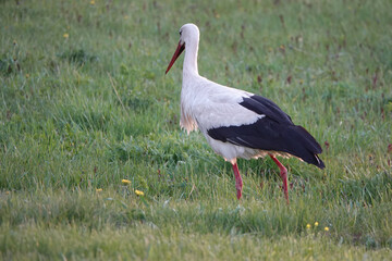 stork walks through the meadow in search of food at sunset.