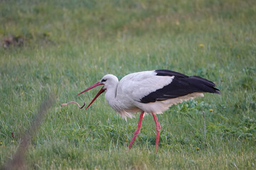 stork walks through the meadow in search of food at sunset.