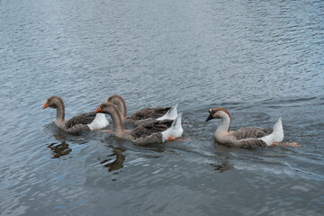 Groupe d'oies nageant sur l'eau .
