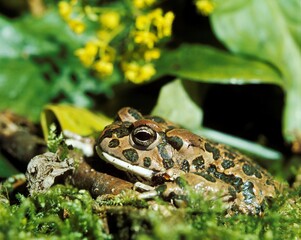 GREEN TOAD bufo viridis, ADULT
