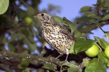 MISTLE THRUSH turdus viscivorus, ADULT STANDING IN APPLE TREE, NORMANDY