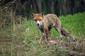 RED FOX vulpes vulpes, ADULT WITH A COMMON PHEASANT KILL, NORMANDY