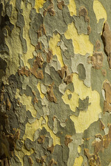 green moss on a tree