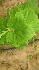 Cucumber leaf (eligible for image processing )
Camera: Canon DIGITAL IXUS 75