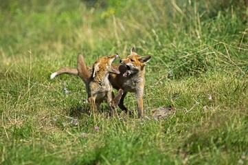 RED FOX vulpes vulpes, ADULTS FIGHTING NEAR KILL, A PARTRIDGE, NORMANDY