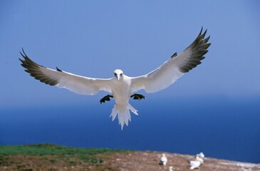 NORTHERN GANNET sula bassana, ADULT IN FLIGHT, BONAVENTURE ISLAND IN QUEBEC