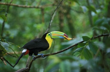 Fototapeta premium KEEL-BILLED TOUCAN ramphastos sulfuratus, ADULT EATING FLOWER, COSTA RICA
