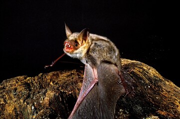 MOUSE-EARED BAT myotis myotis, ADULT WITH OPEN MOUTH