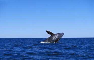 GREY WHALE OR GRAY WHALE eschrichtius robustus, ADULT BREACHING, BAJA CALIFORNIA IN MEXICO © slowmotiongli