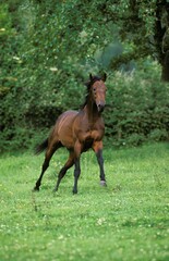 ENGLISH THOROUGHBRED HORSE, ADULT GALLOPING THROUGH MEADOW