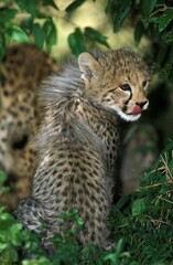 CHEETAH acinonyx jubatus, CUB LICKING ITS NOSE