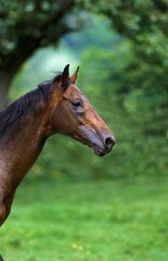 ENGLISH THOROUGHBRED HORSE, PORTRAIT