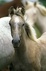 Fototapeta na wymiar AMERICAN SADDLEBRED HORSE, PORTRAIT ON YEARLING