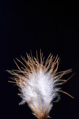 chicken white feather in close proximity on a black background