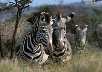 Naklejka premium GREVY'S ZEBRA equus grevyi, SAMBURU PARK IN KENYA